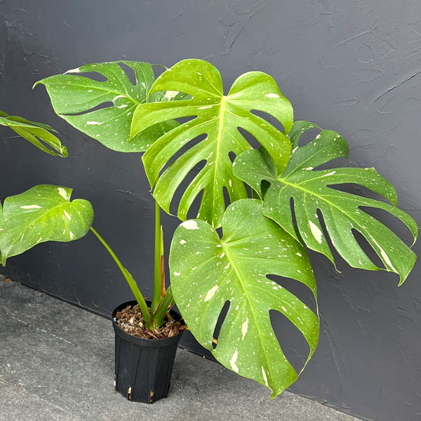 モンステラ：タイコンステレーション（散斑）4号スリット鉢植え