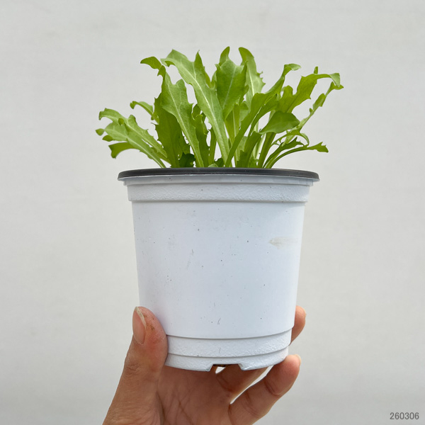 イタリアンハーブ：エンダイブ3.5号ポット
