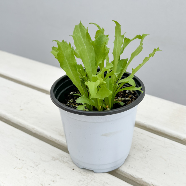 イタリアンハーブ：エンダイブ3.5号ポット