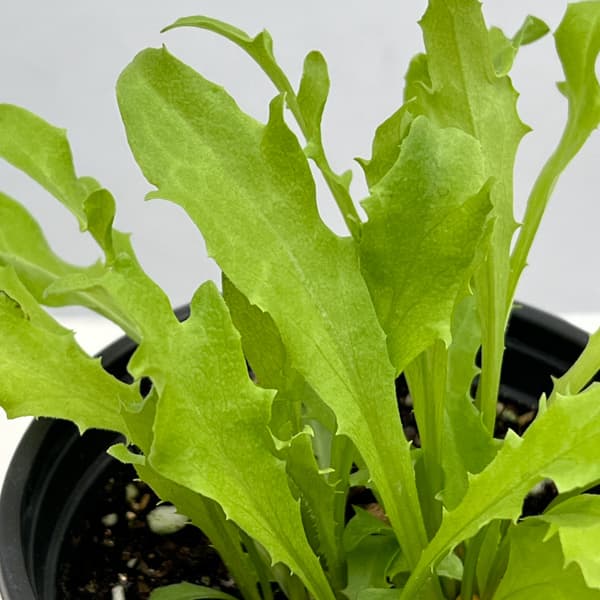 イタリアンハーブ：エンダイブ3.5号ポット