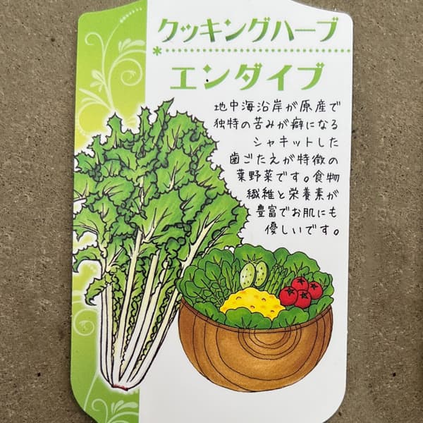 イタリアンハーブ：エンダイブ3.5号ポット