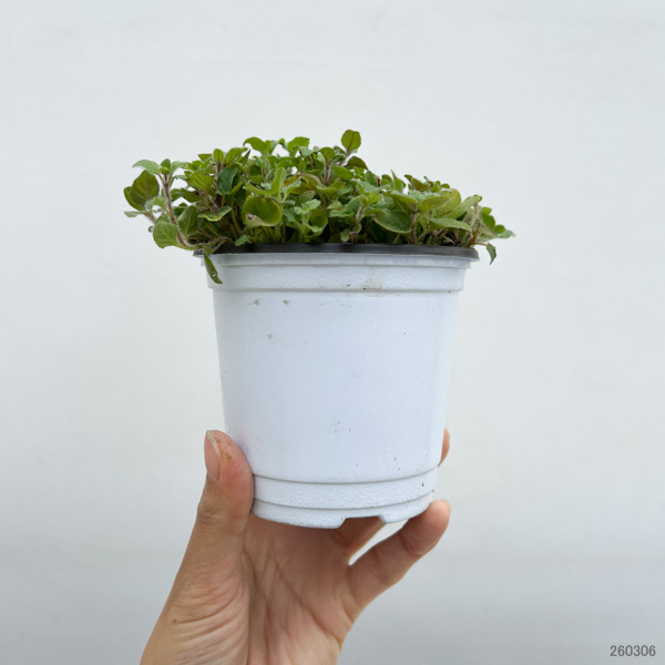イタリアンハーブ：オレガノ（ワイルドマジョラム）3.5号ポット