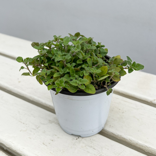 イタリアンハーブ：オレガノ（ワイルドマジョラム）3.5号ポット