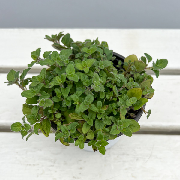 イタリアンハーブ：オレガノ（ワイルドマジョラム）3.5号ポット
