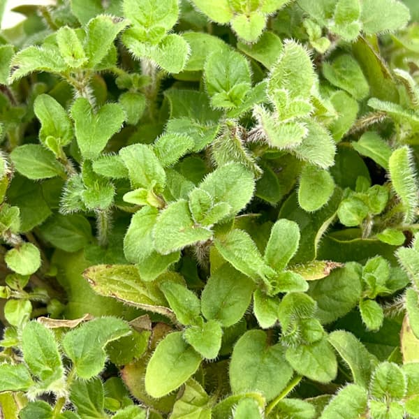 イタリアンハーブ：オレガノ（ワイルドマジョラム）3.5号ポット