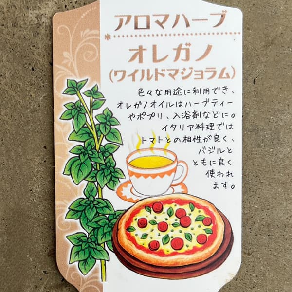 イタリアンハーブ：オレガノ（ワイルドマジョラム）3.5号ポット