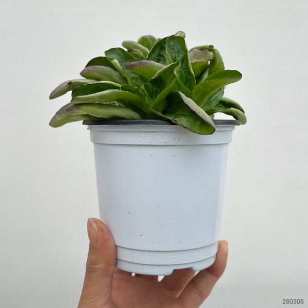 イタリアンハーブ：コーンサラダ（マーシュ）3.5号ポット