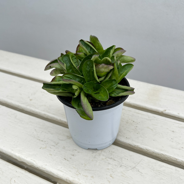 イタリアンハーブ：コーンサラダ（マーシュ）3.5号ポット