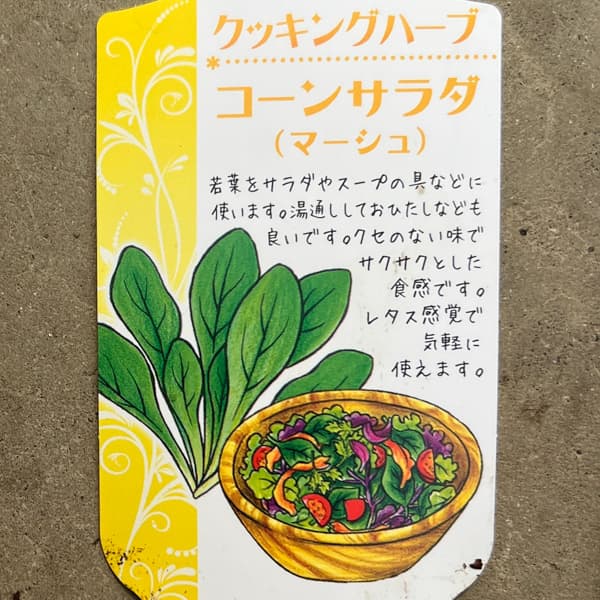 イタリアンハーブ：コーンサラダ（マーシュ）3.5号ポット