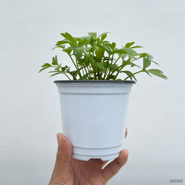 イタリアンハーブ：ラベッヂ3.5号ポット