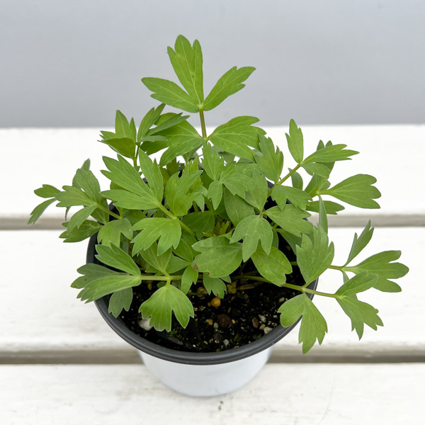 イタリアンハーブ：ラベッヂ3.5号ポット