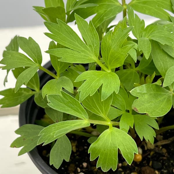 イタリアンハーブ：ラベッヂ3.5号ポット