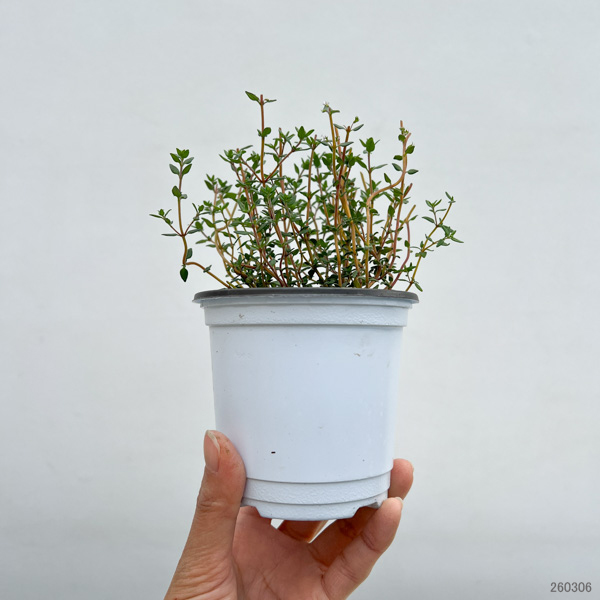 イタリアンハーブ：タイム（フレンチサマー）3.5号ポット