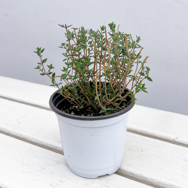 イタリアンハーブ：タイム（フレンチサマー）3.5号ポット