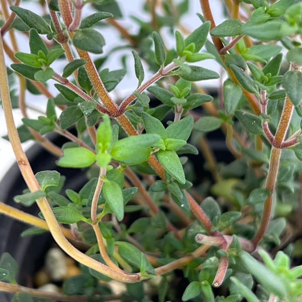 イタリアンハーブ：タイム（フレンチサマー）3.5号ポット