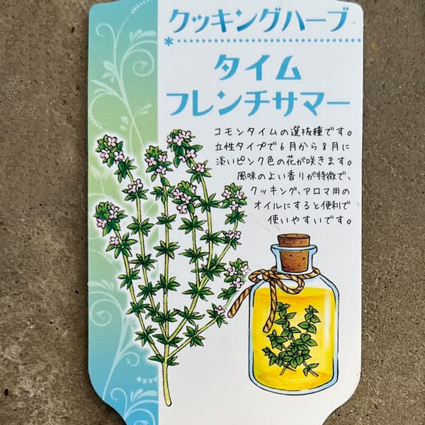 イタリアンハーブ：タイム（フレンチサマー）3.5号ポット