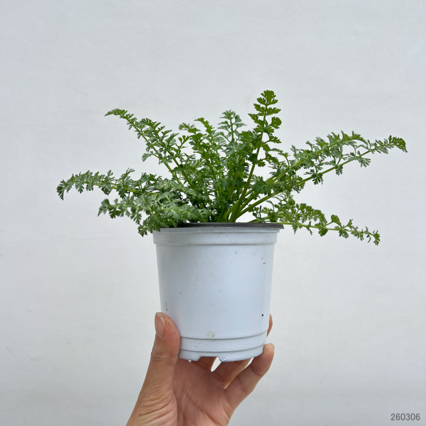 イタリアンハーブ：キャラウェー3.5号ポット