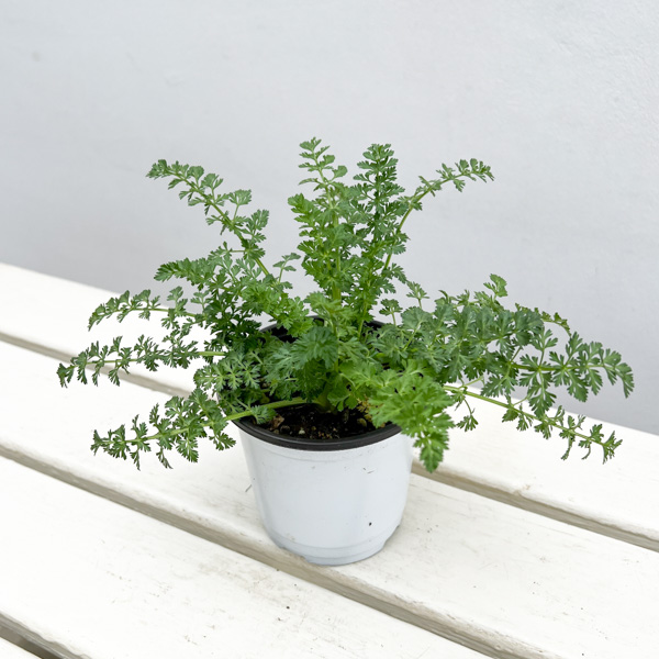 イタリアンハーブ：キャラウェー3.5号ポット