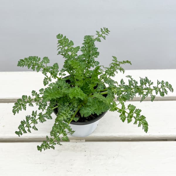 イタリアンハーブ：キャラウェー3.5号ポット