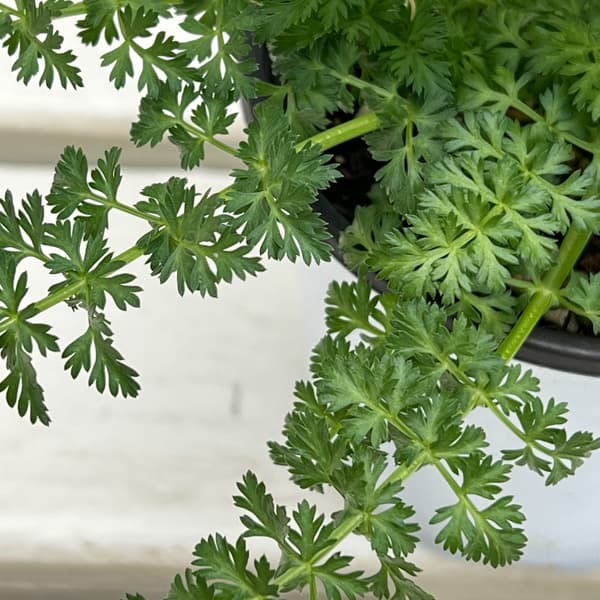 イタリアンハーブ：キャラウェー3.5号ポット