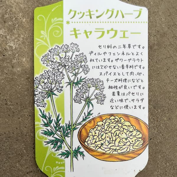 イタリアンハーブ：キャラウェー3.5号ポット