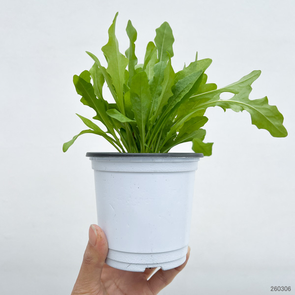 イタリアンハーブ：リーフチコリ（アグリオホワイト）3.5号ポット