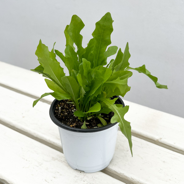 イタリアンハーブ：リーフチコリ（アグリオホワイト）3.5号ポット