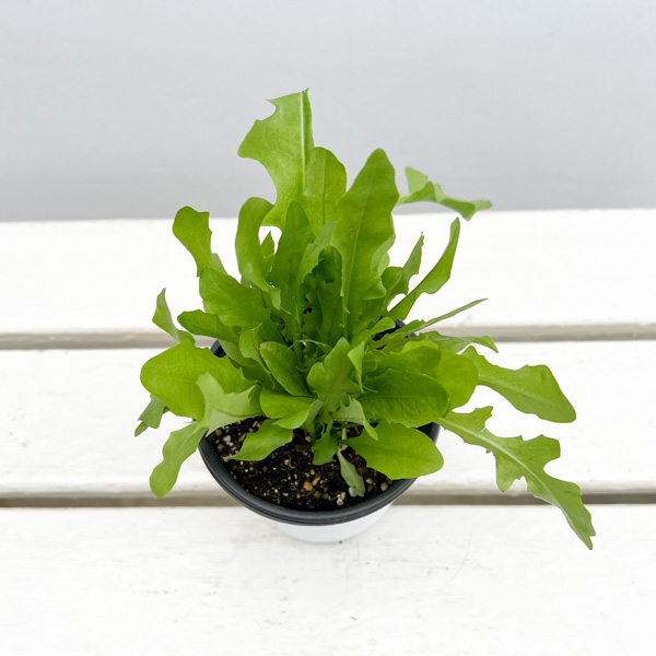 イタリアンハーブ：リーフチコリ（アグリオホワイト）3.5号ポット