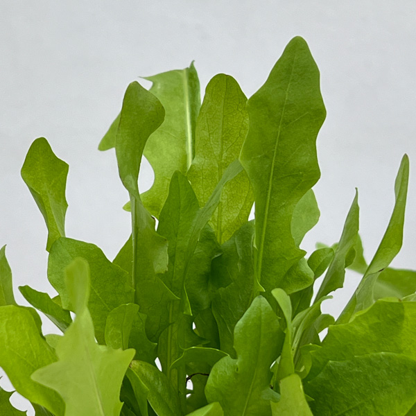 イタリアンハーブ：リーフチコリ（アグリオホワイト）3.5号ポット