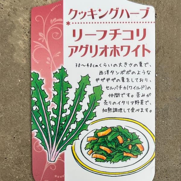 イタリアンハーブ：リーフチコリ（アグリオホワイト）3.5号ポット