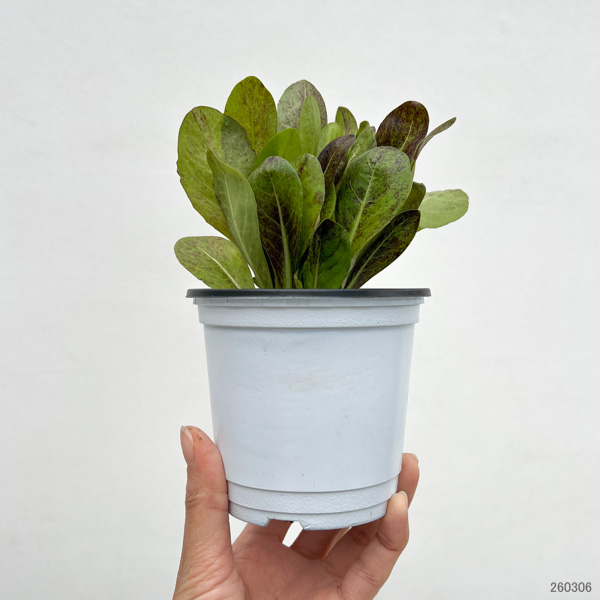 イタリアンハーブ：イタリアンチコリ（ラディッキオ）3.5号ポット