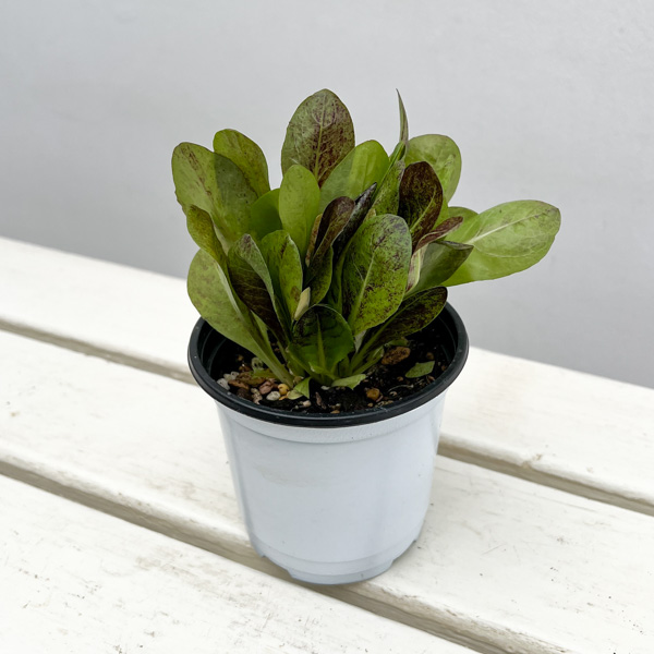 イタリアンハーブ：イタリアンチコリ（ラディッキオ）3.5号ポット