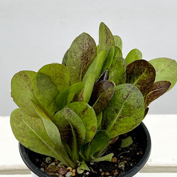 イタリアンハーブ：イタリアンチコリ（ラディッキオ）3.5号ポット