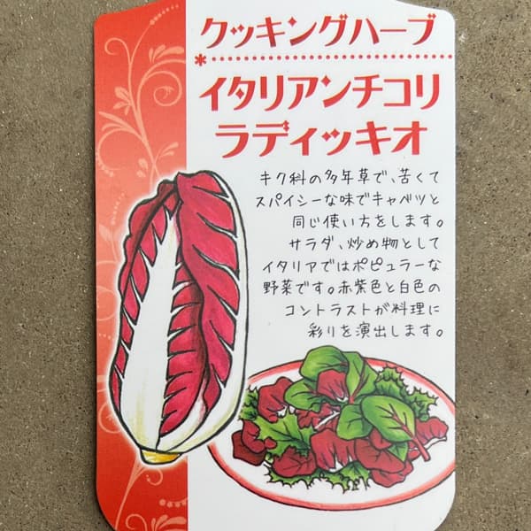 イタリアンハーブ：イタリアンチコリ（ラディッキオ）3.5号ポット