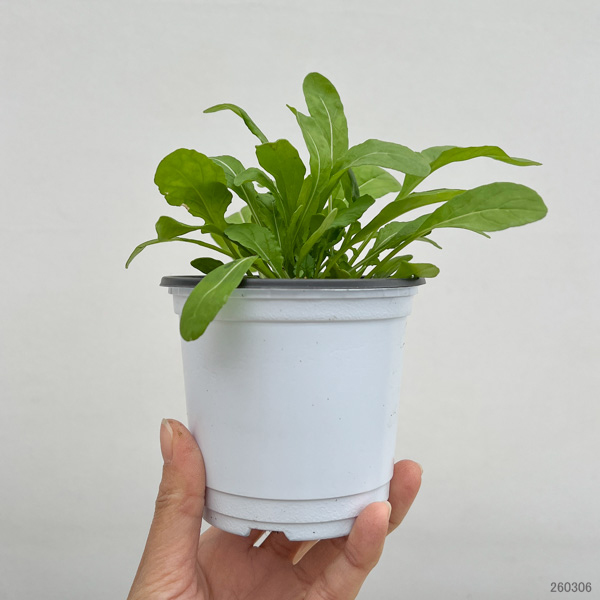 イタリアンハーブ：ルッコラ3.5号ポット