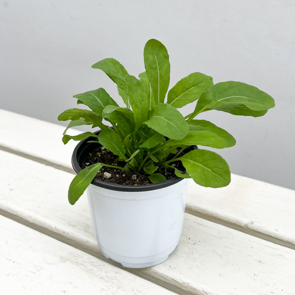 イタリアンハーブ：ルッコラ3.5号ポット