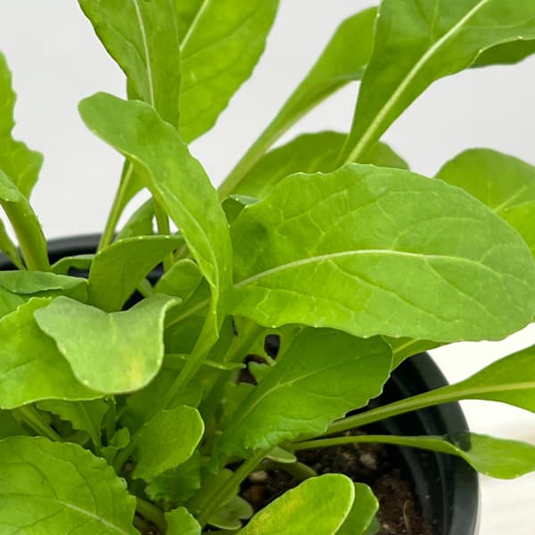 イタリアンハーブ：ルッコラ3.5号ポット