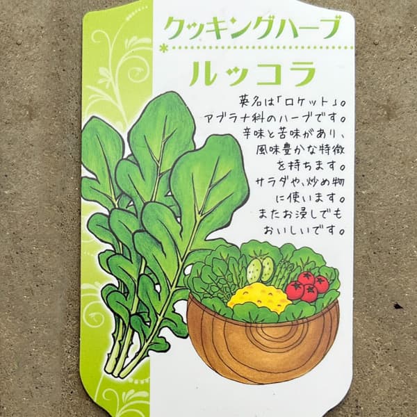 イタリアンハーブ：ルッコラ3.5号ポット
