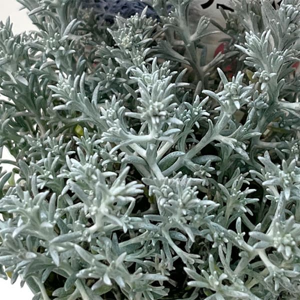 カロケファルス（クッションブッシュ）：エクストラコンパクト2.5号ポット