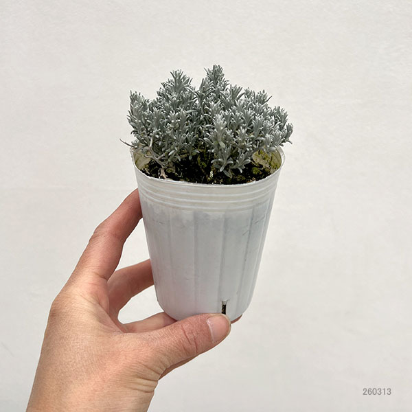 カロケファルス（クッションブッシュ）：エクストラコンパクト2.5号ポット