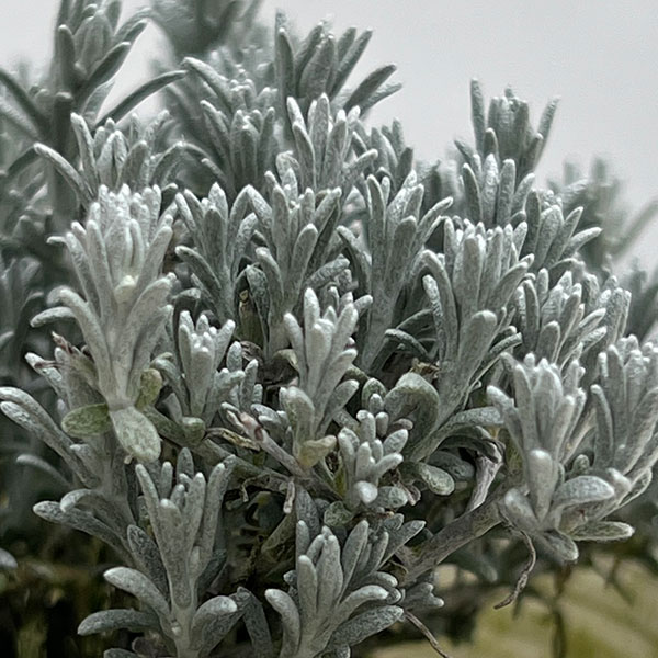 カロケファルス（クッションブッシュ）：エクストラコンパクト2.5号ポット