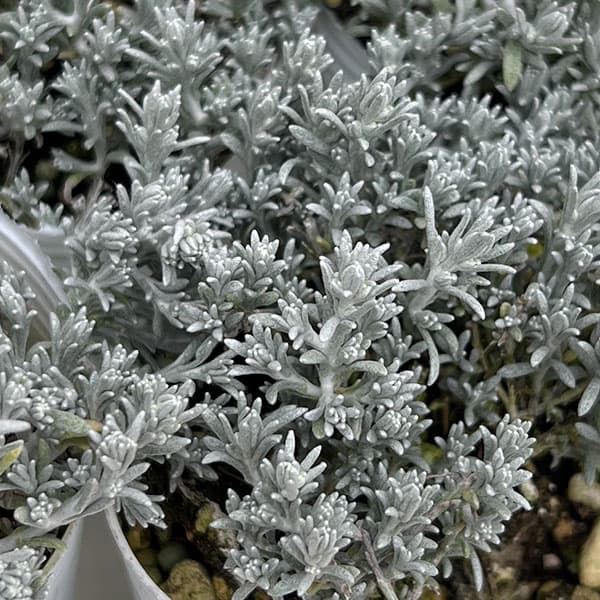 カロケファルス（クッションブッシュ）：エクストラコンパクト2.5号ポット