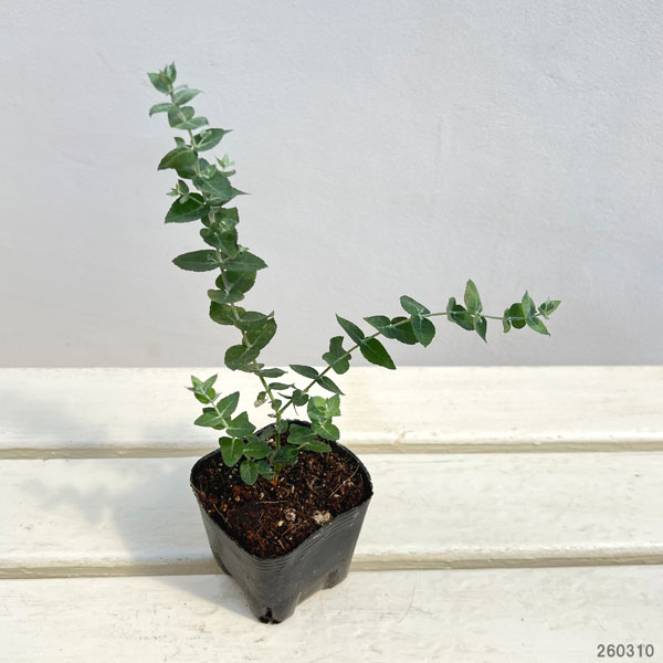 ユーカリ：クレヌラータ3号ポット