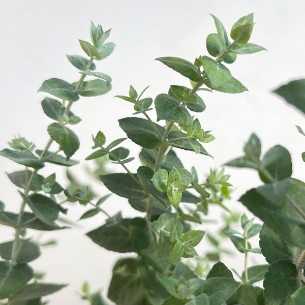 ユーカリ：クレヌラータ3号ポット