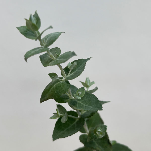 ユーカリ：クレヌラータ3号ポット