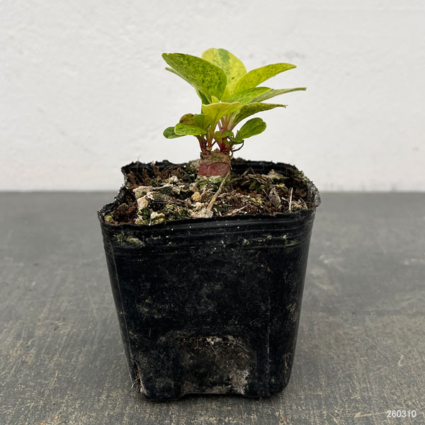 アメリカヤマゴボウ：斑入り（実生苗）3号ポット