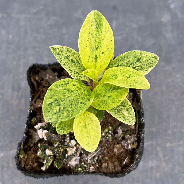 アメリカヤマゴボウ：斑入り（実生苗）3号ポット