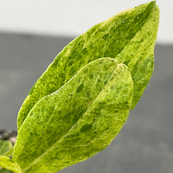 アメリカヤマゴボウ：斑入り（実生苗）3号ポット