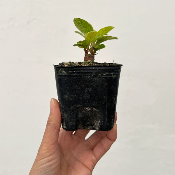 アメリカヤマゴボウ：斑入り（実生苗）3号ポット