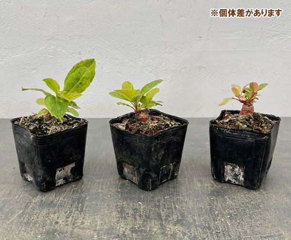 アメリカヤマゴボウ：斑入り（実生苗）3号ポット